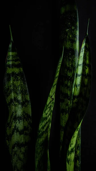 Vertical Shot Fresh Green Sansevieria Leaves Front Black Background — Stock Photo, Image