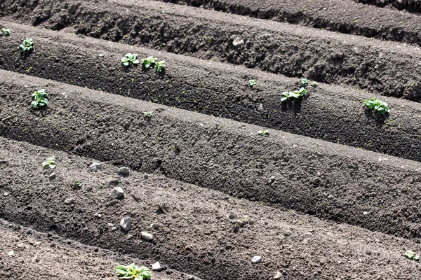 Een Landbouwlandschap Met Lijnen Van Aardappelspruiten Groeien Cultuurgrond — Stockfoto