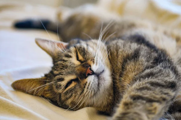 Американская Короткошерстная Кошка Лежит Кровати — стоковое фото