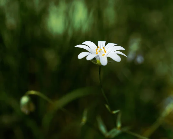 Selektywne Ujęcie Ostrości Małego Białego Kwiatu — Zdjęcie stockowe