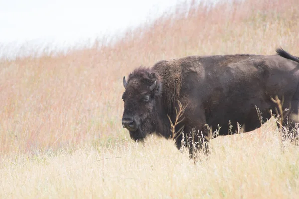 Gros Plan Bison Amérique Fourrure Dans Son Habitat Naturel — Photo