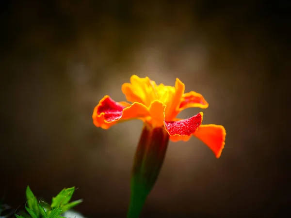 Primer Plano Una Flor Lirio Canna Naranja — Foto de Stock