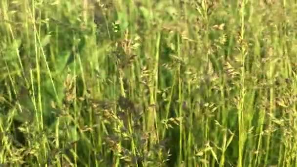 Ein Selektiver Fokus Eines Weizenfeldes Auf Dem Land — Stockvideo