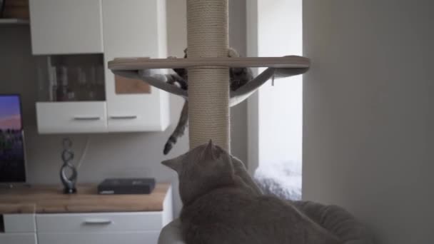 一只英国短毛猫和一只失明的没有眼睛的猫都在和这两只猫一起活动 — 图库视频影像