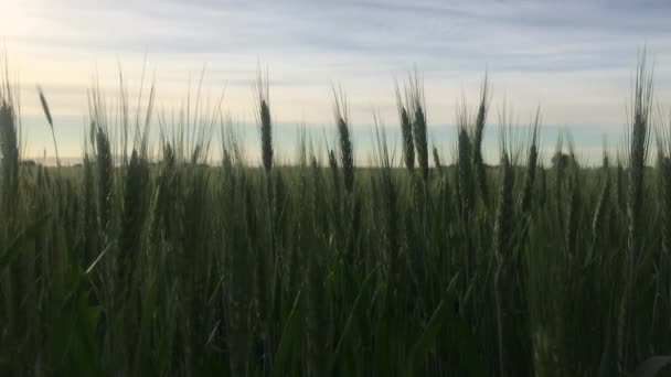 Ein Selektiver Fokus Eines Weizenfeldes Auf Dem Land Unter Klarem — Stockvideo