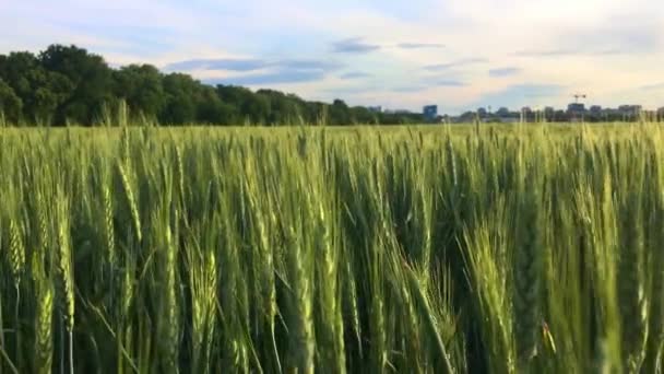 Uma Vista Natural Campo Trigo Campo Sob Céu Claro — Vídeo de Stock