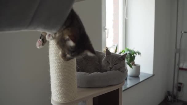 Gato Cego Gato Britânico Cano Curto Deitado Relaxados Lado Outro — Vídeo de Stock