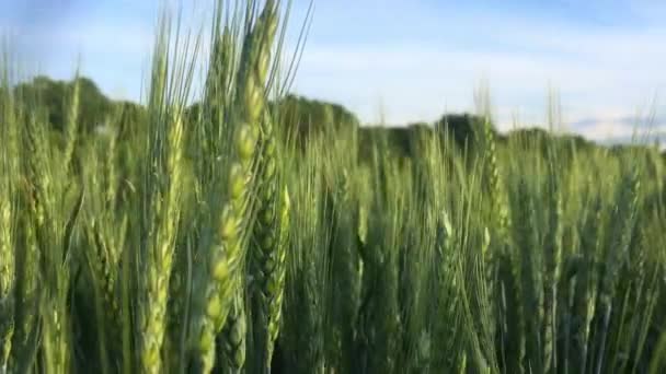 Ein Selektiver Fokus Eines Weizenfeldes Auf Dem Land Unter Klarem — Stockvideo