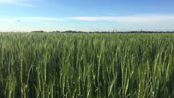 Ein Natürlicher Blick Auf Ein Weizenfeld Auf Dem Land Unter — Stockvideo