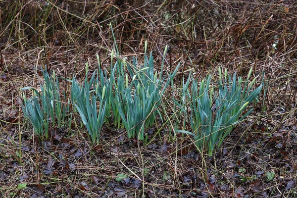 Primer Plano Las Hojas Verdes Crecimiento Flor Narciso Durante Primavera —  Fotos de Stock