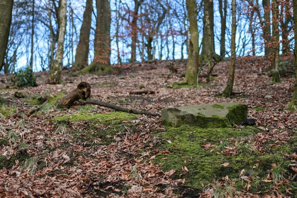 Piękny Widok Drzew Wzgórzu Pokryte Upadłymi Brązowymi Liśćmi — Zdjęcie stockowe