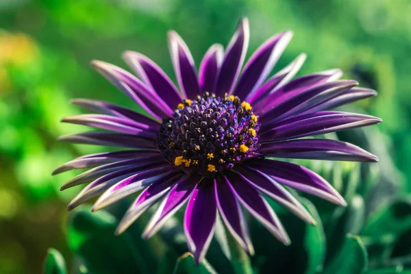 Enfoque Selectivo Una Exótica Flor Púrpura Prado Cubierto Hierba —  Fotos de Stock