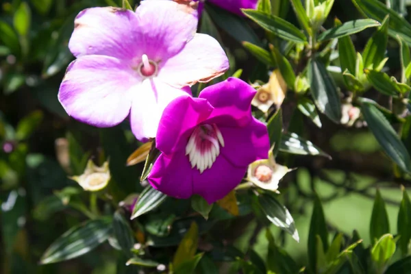 Foco Seletivo Das Flores Roxas Lindamente Florescidas Jardim — Fotografia de Stock