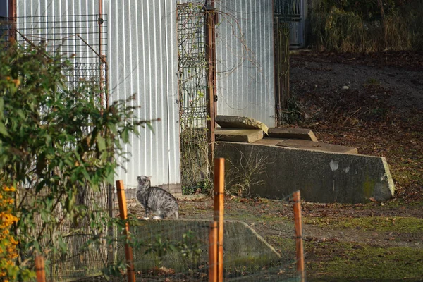 Кот Готовящийся Прыгнуть Металлический Забор — стоковое фото