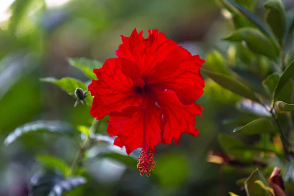 Gros Plan Hibiscus Rouge Fleurs — Photo