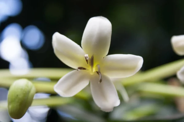 Une Mise Point Sélective Fleur Papaye Blanche Magnifiquement Fleurie — Photo