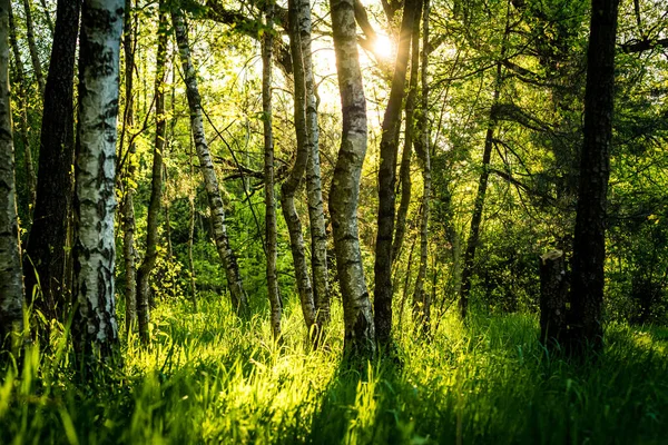Krásný Výhled Slunce Které Svítí Mezi Stromy Uprostřed Lesa — Stock fotografie