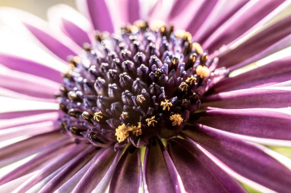 Detailní Záběr Krásné Fialové Osteospermum Květiny Zahradě — Stock fotografie