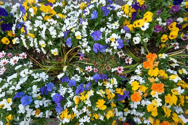 Tiro Ângulo Alto Flores Coloridas Florescendo Vegetação — Fotografia de Stock