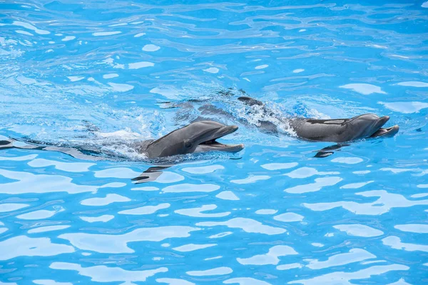 A couple of cute dolphins swimming in the pool