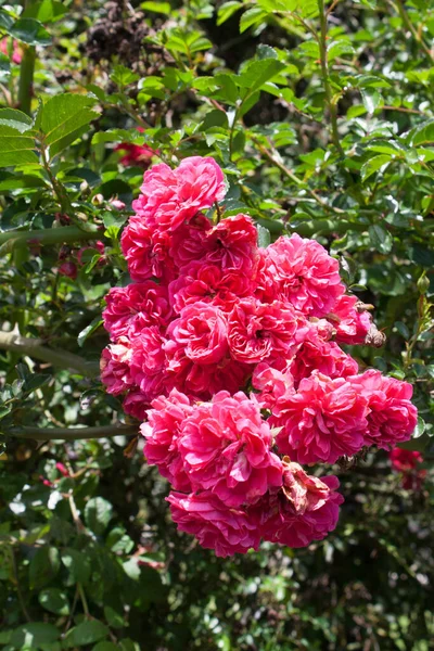 Focus Sélectif Des Roses Roses Magnifiquement Fleuries Dans Jardin — Photo