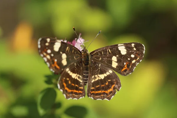 Bir Harita Kelebeğinin Seçici Odak Noktası Araschnia Levana — Stok fotoğraf