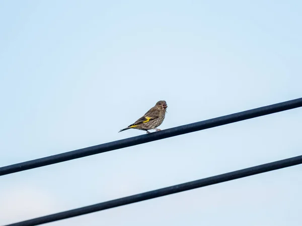 Primer Plano Pájaro Sobre Cable Sobre Fondo Azul Del Cielo —  Fotos de Stock