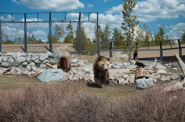 Beautiful View Grizzly Bears Zoo Cloudy Sky — 스톡 사진