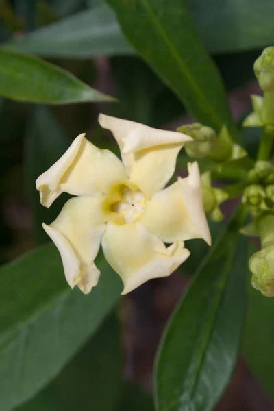 Enfoque Selectivo Flor Amarilla Bellamente Florecida Jardín — Foto de Stock