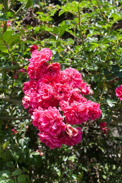 园中美丽绽放的粉红玫瑰的精选焦点 — 图库照片