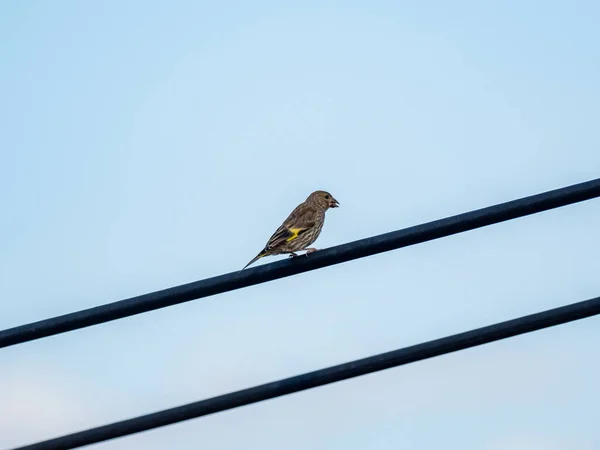 Primer Plano Pájaro Sobre Cable Sobre Fondo Azul Del Cielo —  Fotos de Stock