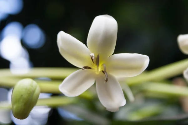 Une Mise Point Sélective Fleur Papaye Blanche Magnifiquement Fleurie — Photo