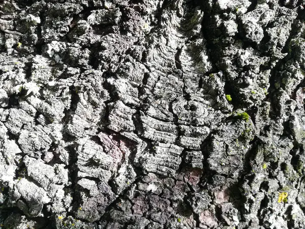 Uma Textura Tronco Árvore Rachada — Fotografia de Stock