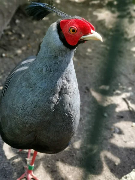 Vertical Shot Siamese Fireback Outdoors Sunlight — Stock Photo, Image