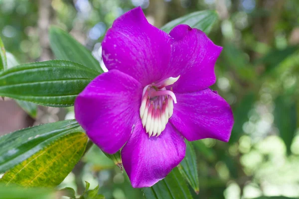 Focus Sélectif Fleur Pourpre Magnifiquement Fleurie Dans Jardin — Photo