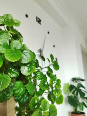 A vertical shot of Swedish ivy against the wall clipart