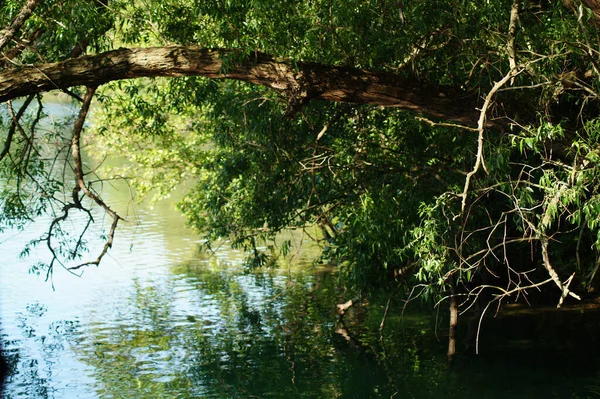 Ein Alter Baum Auf Der Wasseroberfläche Des Flusses — Stockfoto