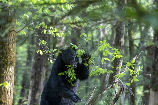 Closeup Shot Black Bear Forest Blurred Background — 图库照片