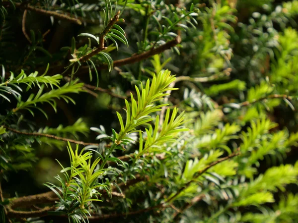 Closeup Shot Green Leaves Florida Yew — 스톡 사진