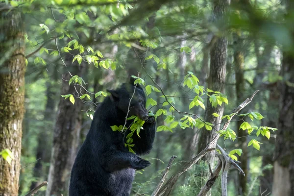 Tiro Close Urso Negro Uma Floresta Fundo Turvo — Fotografia de Stock