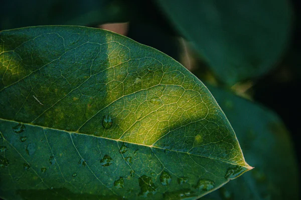 Gorgeous Selective Focus Top View Shot Green Ficus Plant Leaf — Foto de Stock