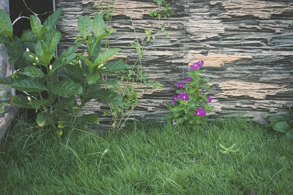 緑の庭に紫色の花を咲かせるクローズアップ — ストック写真