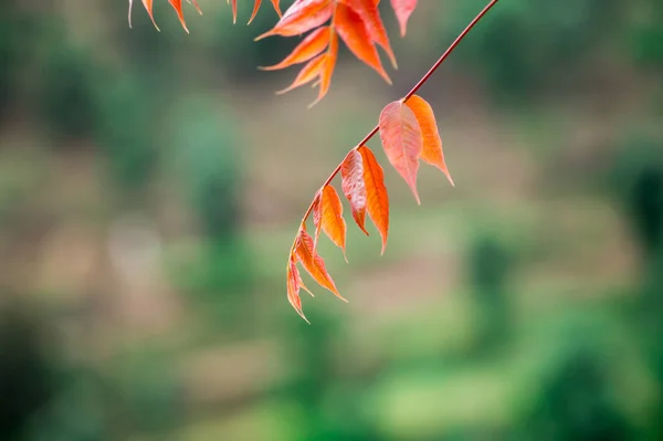 Een Close Shot Van Rood Oranje Herfstbladeren Tegen Een Wazige — Stockfoto