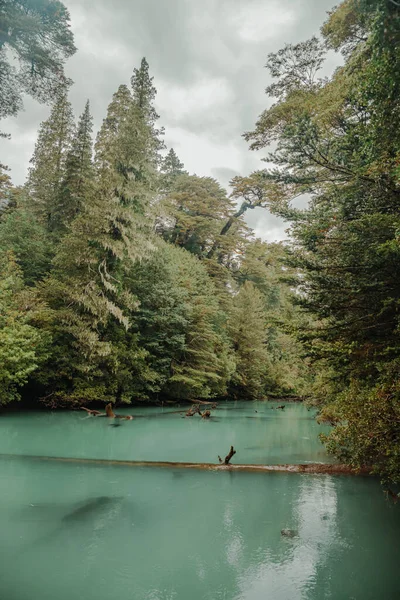 Beau Cliché Une Rivière Bleue Dans Forêt Dense Sauvage — Photo