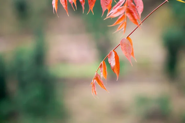 Крупный План Красно Оранжевых Осенних Листьев Размытом Фоне — стоковое фото