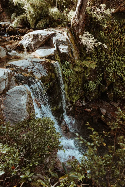 Eine Schöne Aufnahme Eines Einem Wilden Wald Fließenden Baches — Stockfoto