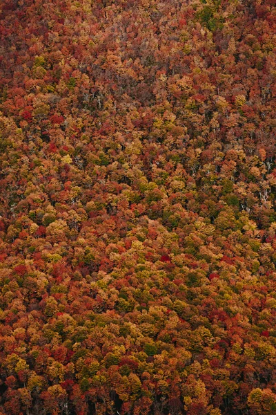 Disparo Vertical Denso Bosque Otoño —  Fotos de Stock