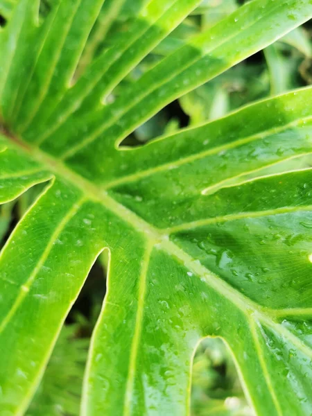 Tiro Vertical Uma Folha Philodendron Capturada Málaga Espanha — Fotografia de Stock