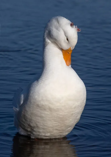 White Domestic Goose Swims Lake — Stock Photo, Image