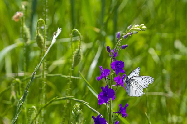 Selective Focus Shot Purple Forking Larkspur Flower Black Veined White — Stock Photo, Image